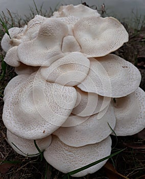 fungus, plural fungi, any of about 144,000 known species of organisms of the kingdom Fungi